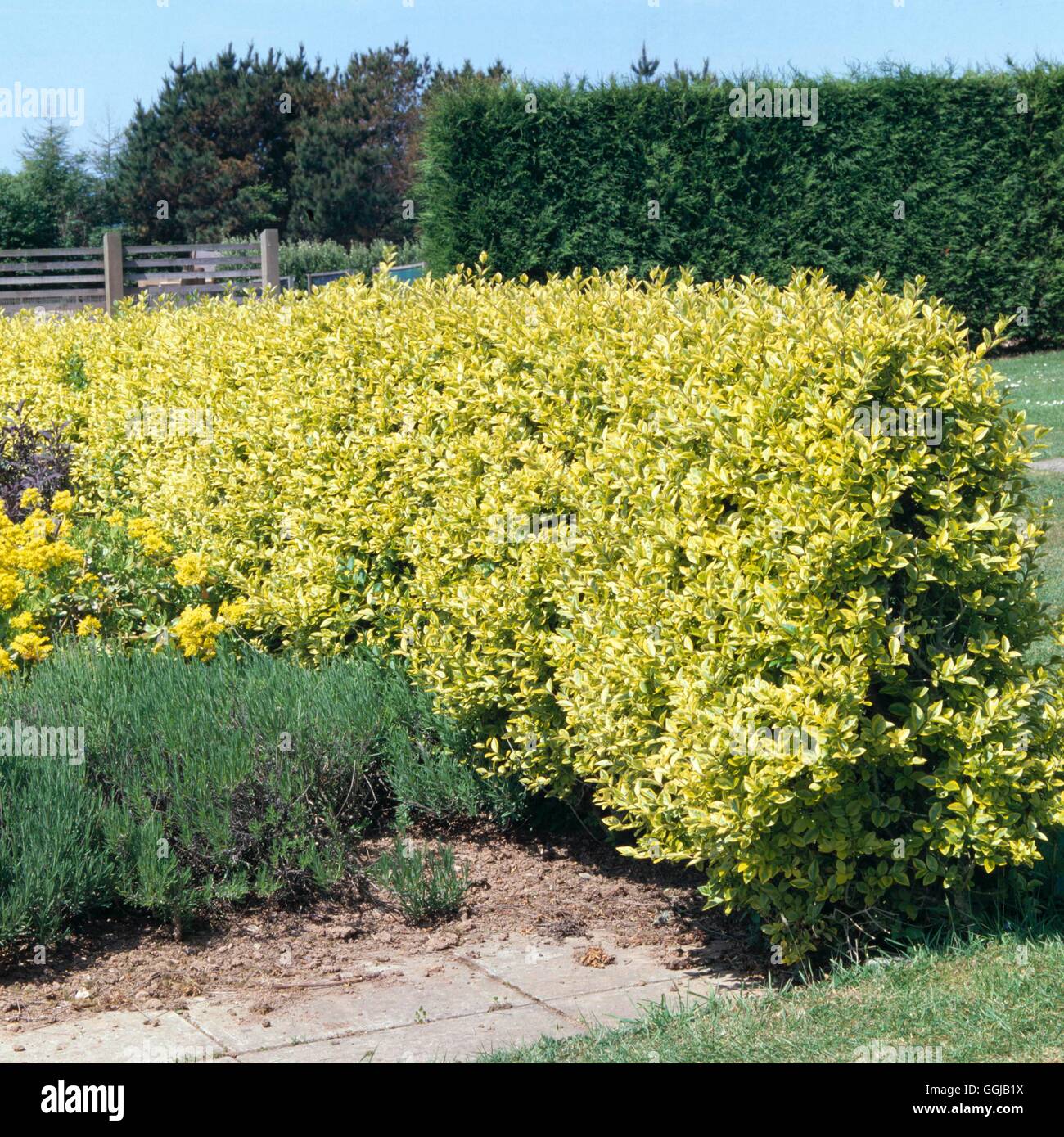 Hedge - of Ligustrum ovalifolium `Aureum' AGM- - Golden Privet   HED032981  / Stock Photo